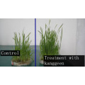Régulateur de croissance efficace des plantes de l&#39;acide Gibberellic et de Heteroaxin &amp; Brassinolide